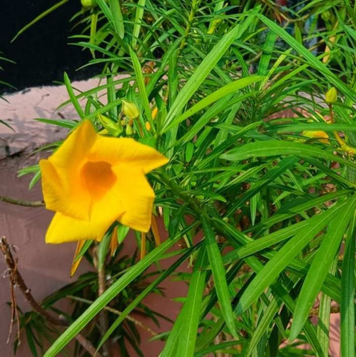 Kaner flower plant benefits and care tips f.jpg