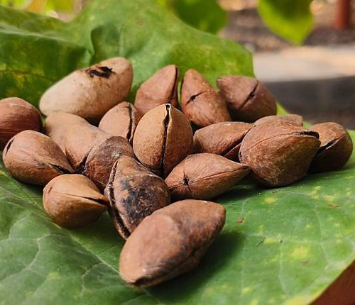 The image of the hard-shelled seeds of the yellow oleander plant, known botanically as Cascabela the.jpg