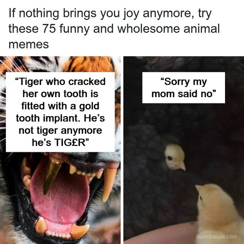 sarcastic pets memes.jpg