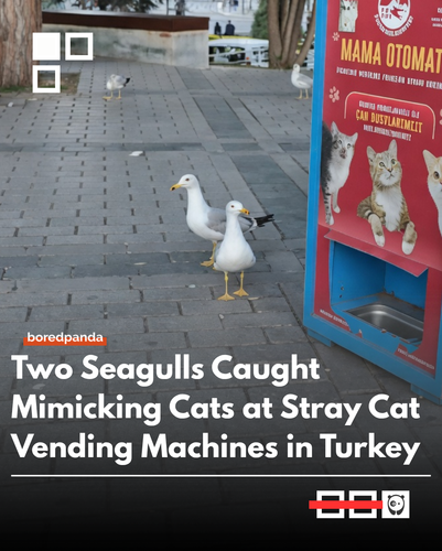 Seagulls.png