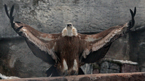 1241209 1920x1080 desktop full hd griffon bird background image.jpg