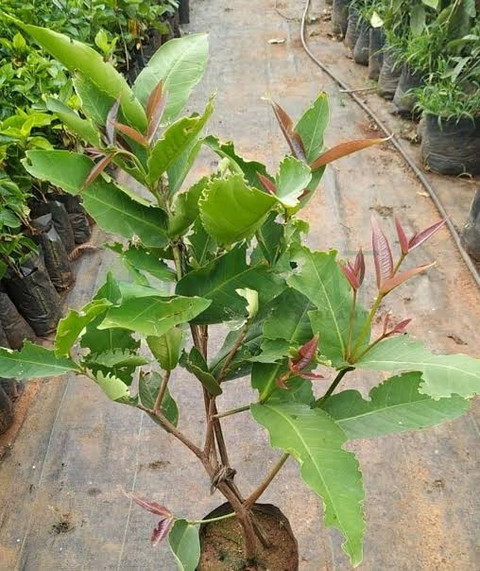 no annual yes white water apple jamrul small 1 grow bag skrhuvoy original imagyu62gmukzfnp.jpg