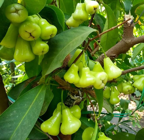water apple 1.jpg