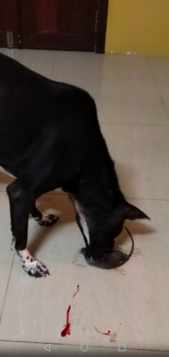 Screenshot 20210613 050132