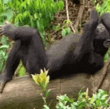 7401.gif