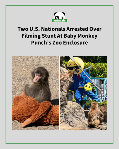 Punch Native Animals Post.png