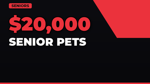 thumb pet insurance for senior pets landscape.png