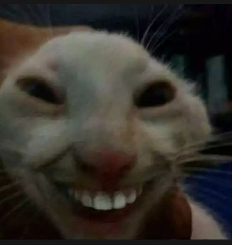 cat.jpg