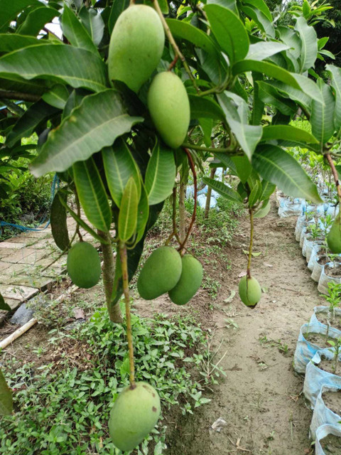perennial no yes all time katimon mango plant am01 1 plastic bag original imagjkzuv4bs5yah.jpg
