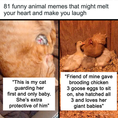 funny animals (1).jpg
