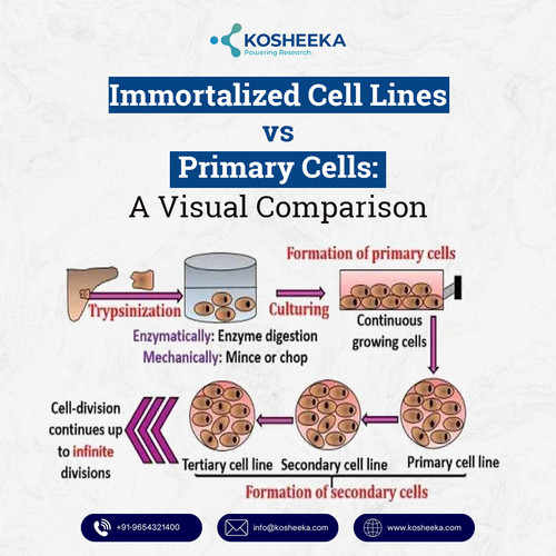 Immortalized cell lines vs primary cells.jpg