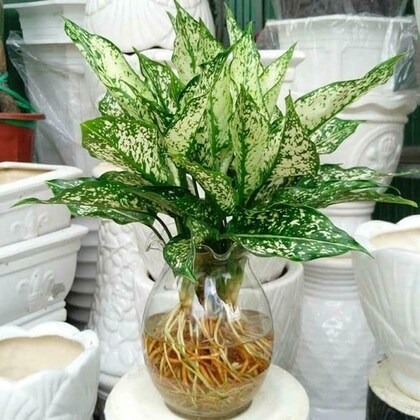 garden art imported multi stem a.jpg