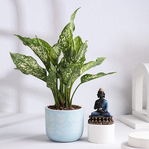 no perennial yes aglaonema snow.jpg