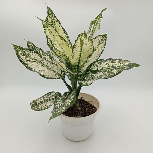 green line aglaonema snow white.jpg