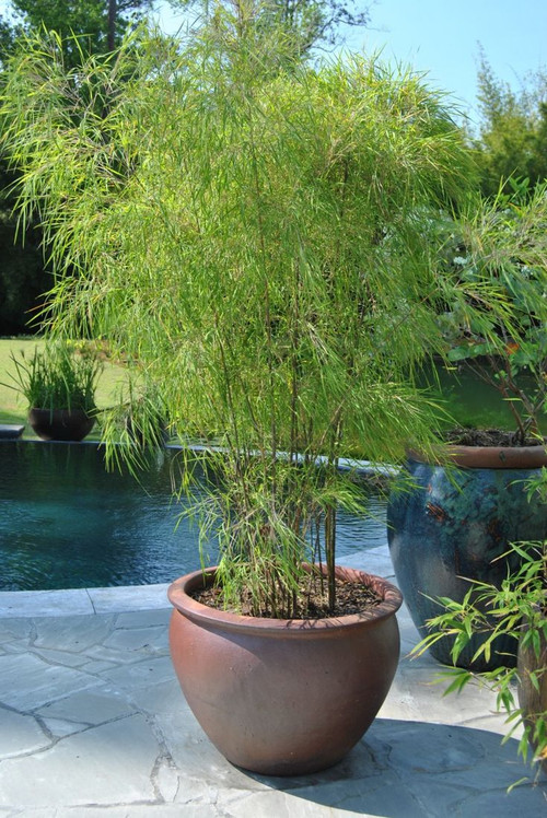 Mexican Weeping Bamboo (Otatea acuminata ssp aztecorum).jpg