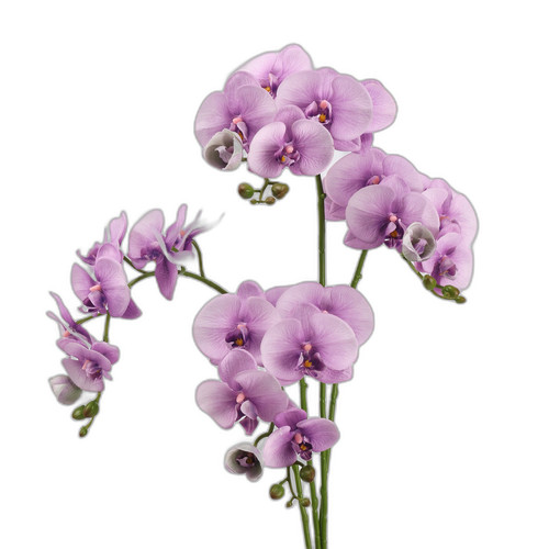 p3 image 4.jpg