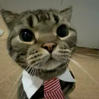 c033eb245939.webp