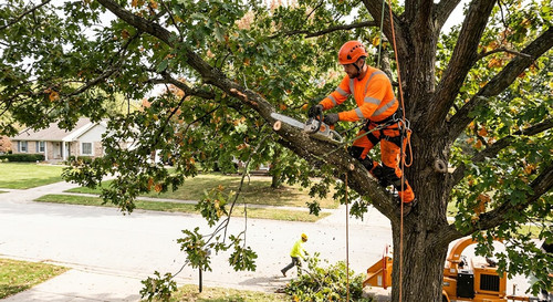 Professional Tree Trimming Services for Local Yards.jpg
