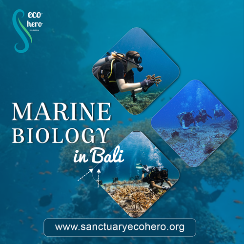 Marine biology in Bali.png