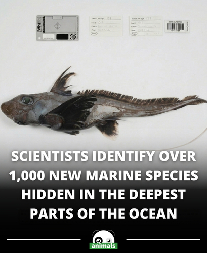 709. Scientists Discover Over A Thousand New Ocean Species In Landmark Deep Sea Exploration.png
