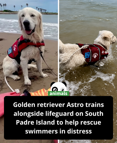 706. Heroic Golden Retriever, Named Astro, Trains to Save Swimmers from Drowning in Texas Watch.png