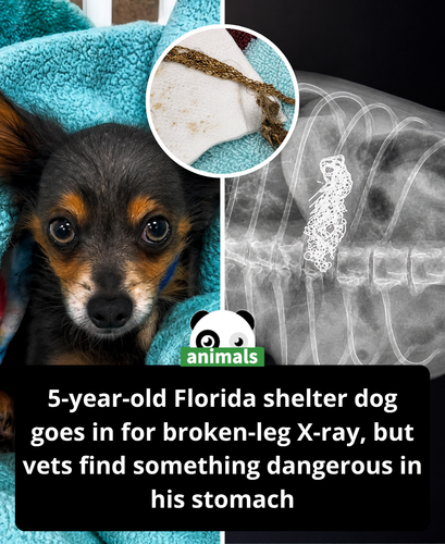 708. Shelter dog’s broken leg leads to 18k gold necklace discovery during X ray.png