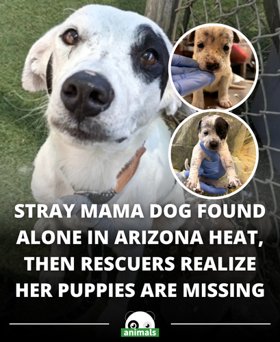 704. Shelter Staff Have The Best Surprise For Mama Dog Who Thought Her Puppies Were Lost.png