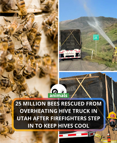 707. Firefighters Save 25 Million Honey Bees Stuck in an Overheating Tractor Trailer on a Utah Highw.png