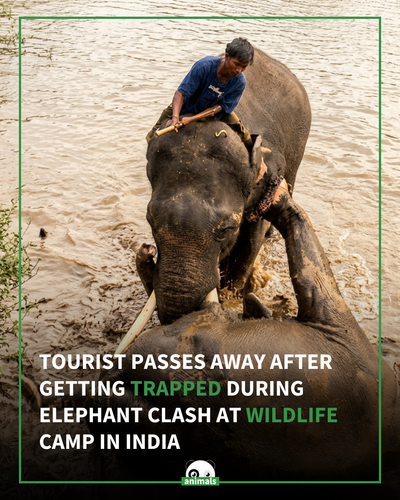 705. A tragic incident occurred at the Dubare Elephant Camp in Karnataka’s Kodagu district, where a .png