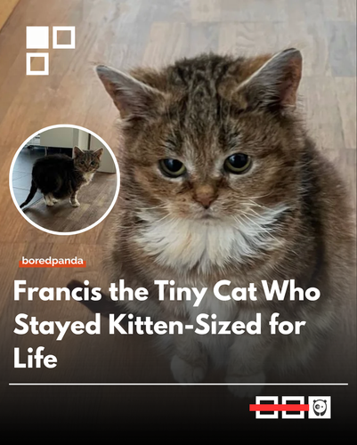 Francis.png