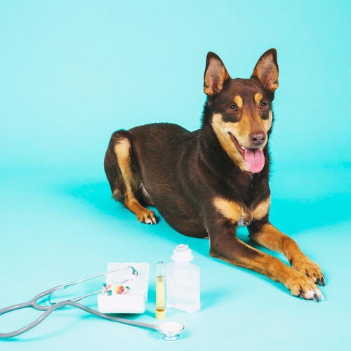 Pet Respiratory Medications Online in Tacoma for Safe, Fast, and Vet-Approved Treatment Options.jpg