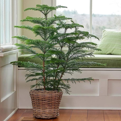 71hVvc6PtFL. SL1000 .jpg