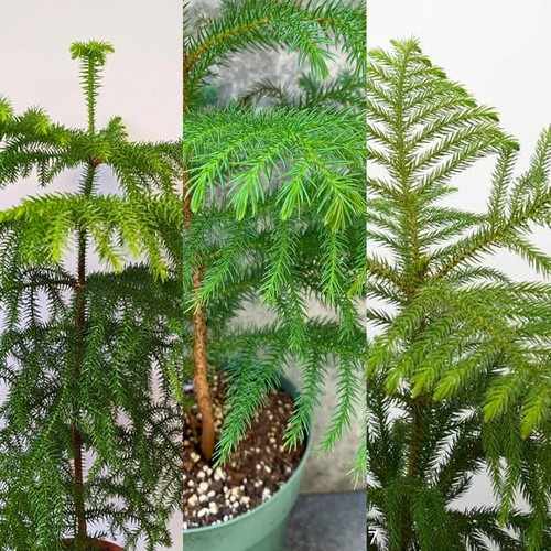 81CujTHi3yL. SL1500 .jpg