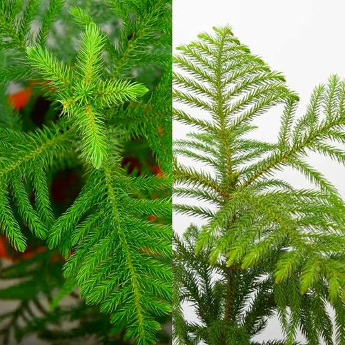 812rV0FuLNL. SL1500 .jpg