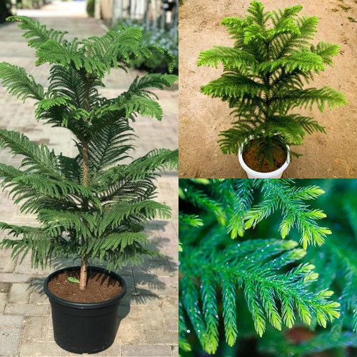 71XMRhHb2PL. SL1080 .jpg