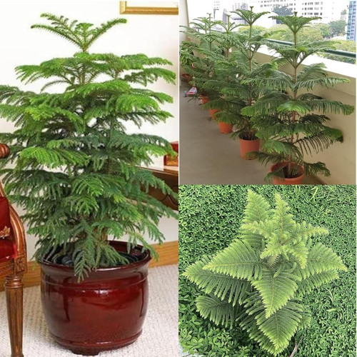 717vjD8sAwL. SL1080 .jpg