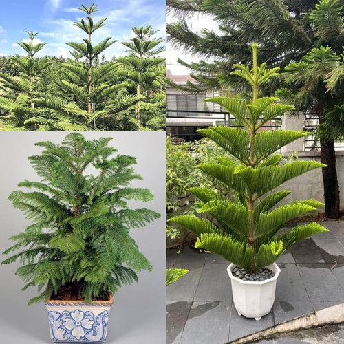 712FYylfVgL. SL1080 .jpg