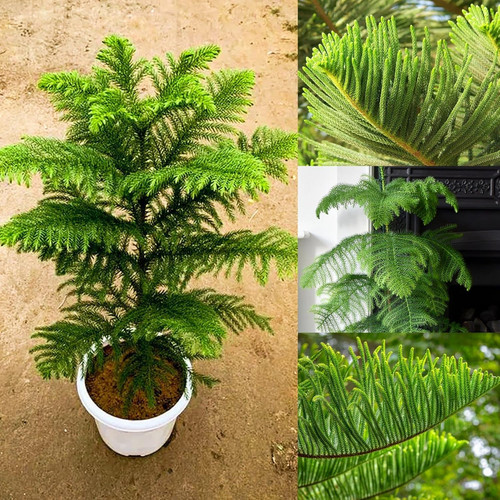 81BfIjjAPTL. SL1500 .jpg