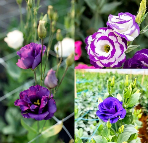 61eafecc ce36 4a9f 998f 836b11f79108.jpg