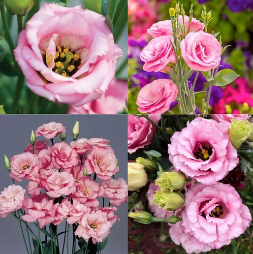 8d64441a 3c78 4f2b 9441 c53ee1c6ac72.jpg