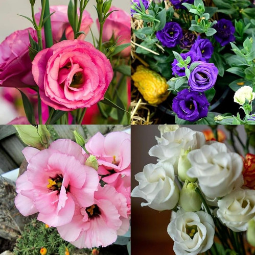 d6972dc7 c066 42b7 a970 bad0eeaf4b09.jpg