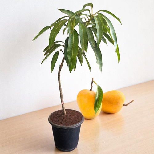 Mango Hapus Plant.jpg
