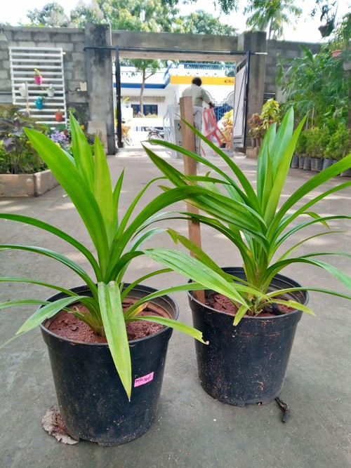 tWEJS6Do9Mu49PSXVeXUWjILNvJAIFeWBOisz2CPh37jq16OR7tYqvUrrx3fk Y3AXTM4oDacFymcoNQbbx1xUOtmmJ1pJ9crJBW.jpg