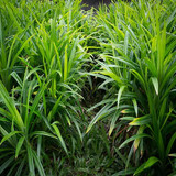kapebonavista max agro biryani leaves rampe pandanus amaryllifolius live plant product images orv6rj.jpg