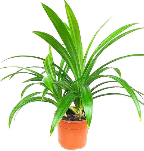 51nWsbN3tVL. AC UF1000,1000 QL80 .jpg