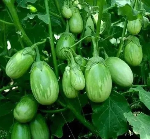 kjeo0 512.jpg