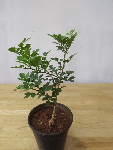 woodappleexoticflroaofficial 1024x1024.jpg