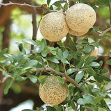 Seedless Wood Apple 2.jpg