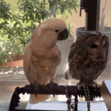 美女，看看腿.gif
