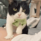 这技师一个钟一个小鱼干.gif